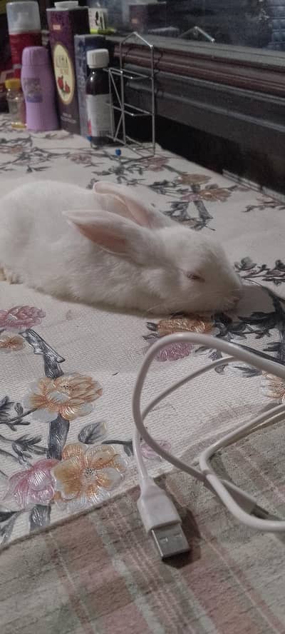 rabbit