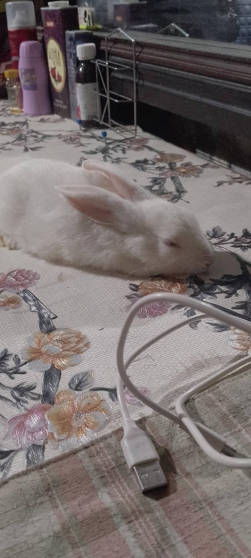 rabbit 0