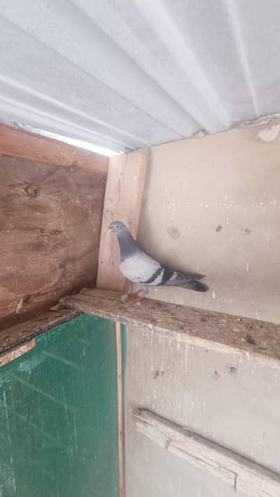 baby pigeon, patti walay, dangri walay, kabooter