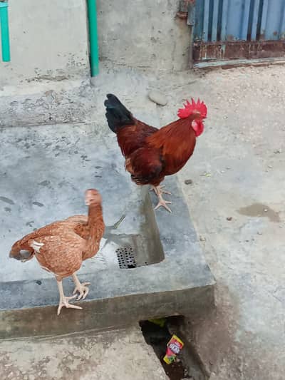 Aseel Hen and Golden Misri Rooster