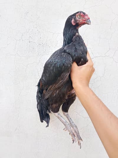 Mushki lasani  breeder female