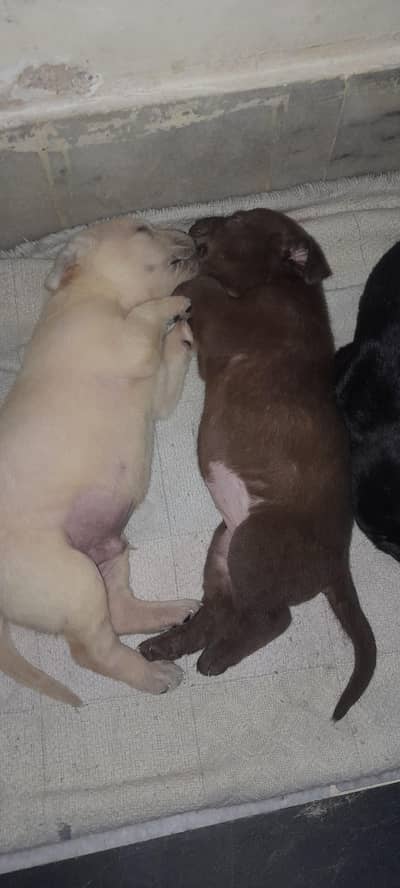 Pure Breed Labrador Puppy (1st Vaccine Done) - 2 Months Age