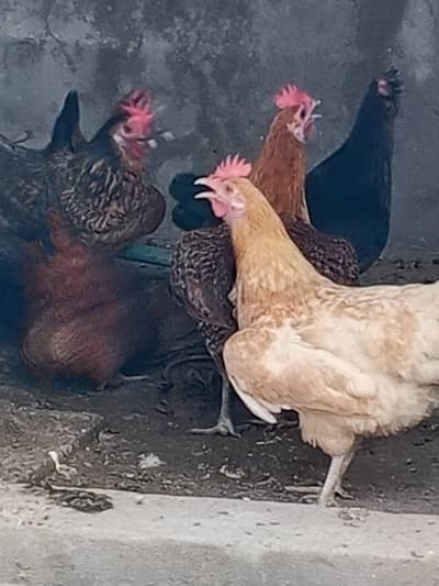 egg deny wali murgiya hey arjent sell Karni ha 4 hey ek murgi 1700 ki