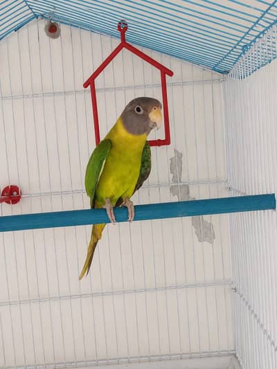 plumhead breeder female