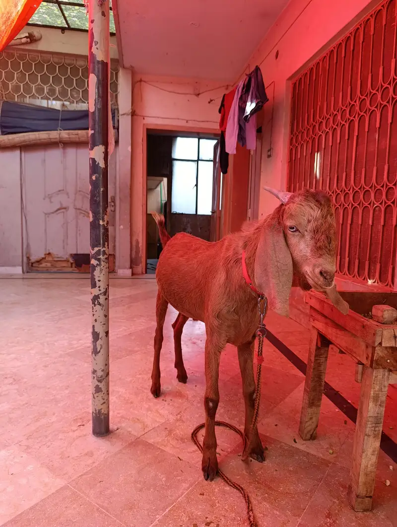 2 teeth ka bakra ha. healty and active — photo 2
