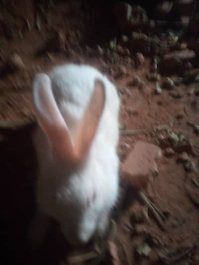 White rebbits
