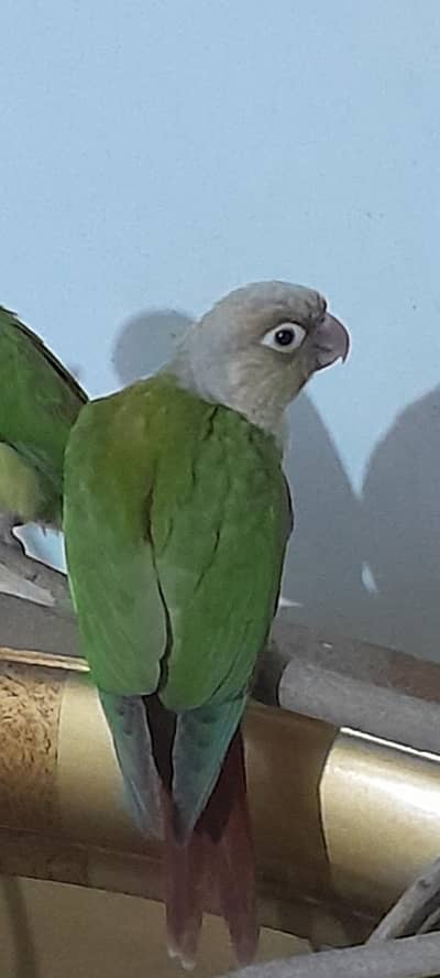 hand tamed playful pinaple conure