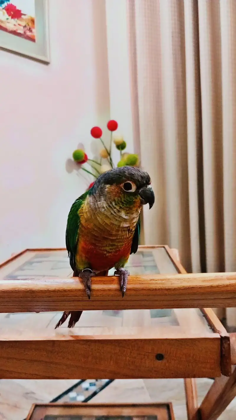 small conures / sun conure/ cockatiel/G parrot talking aur cages