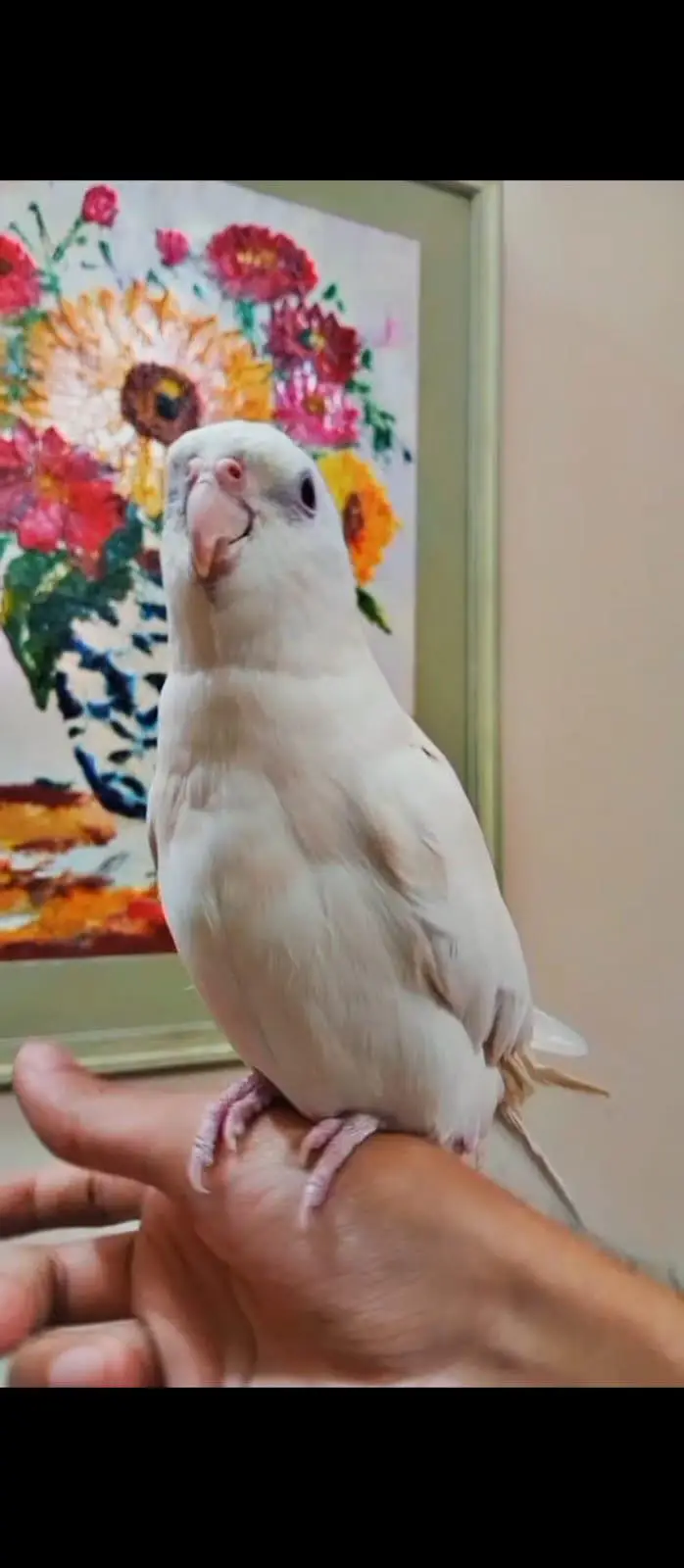 small conures / sun conure/ cockatiel/G parrot talking aur cages — photo 3