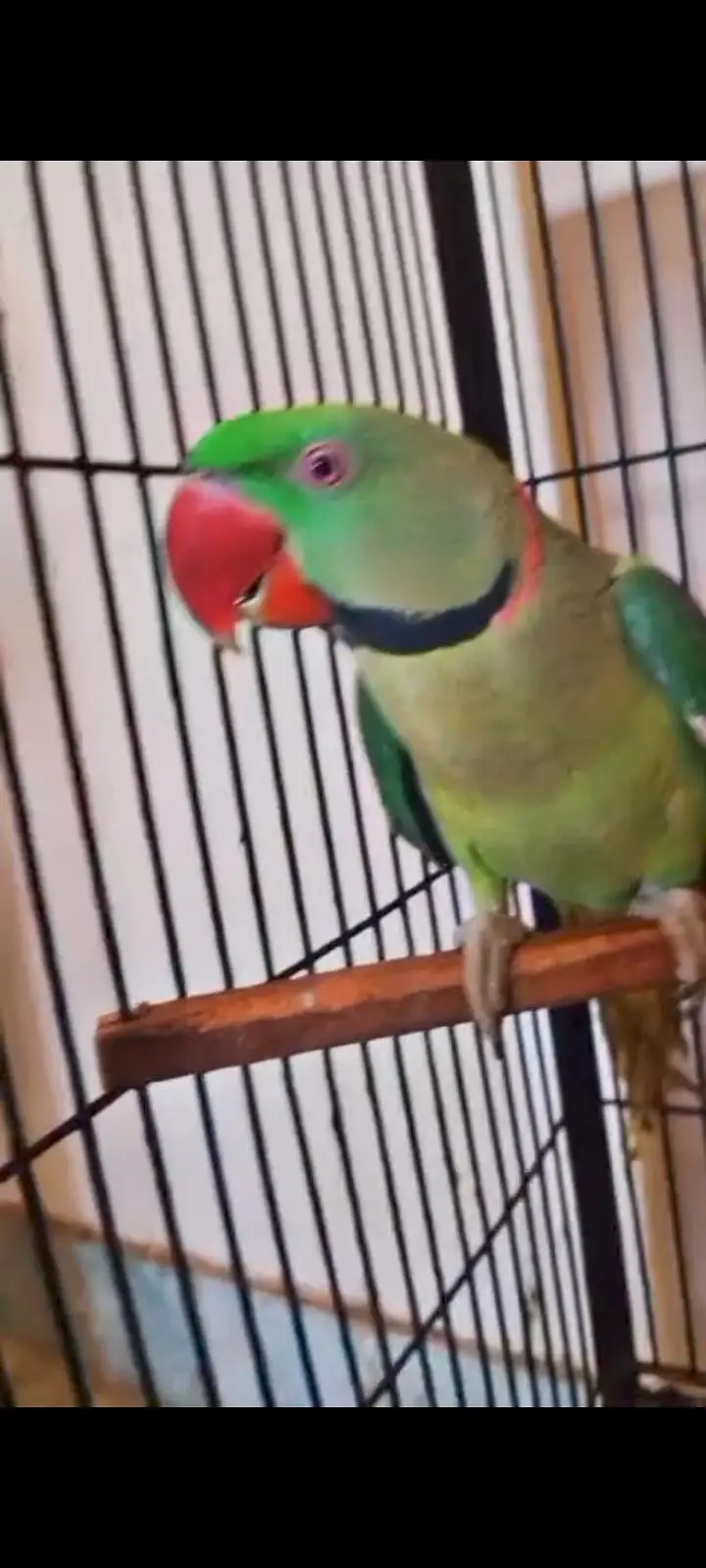 small conures / sun conure/ cockatiel/G parrot talking aur cages — photo 5