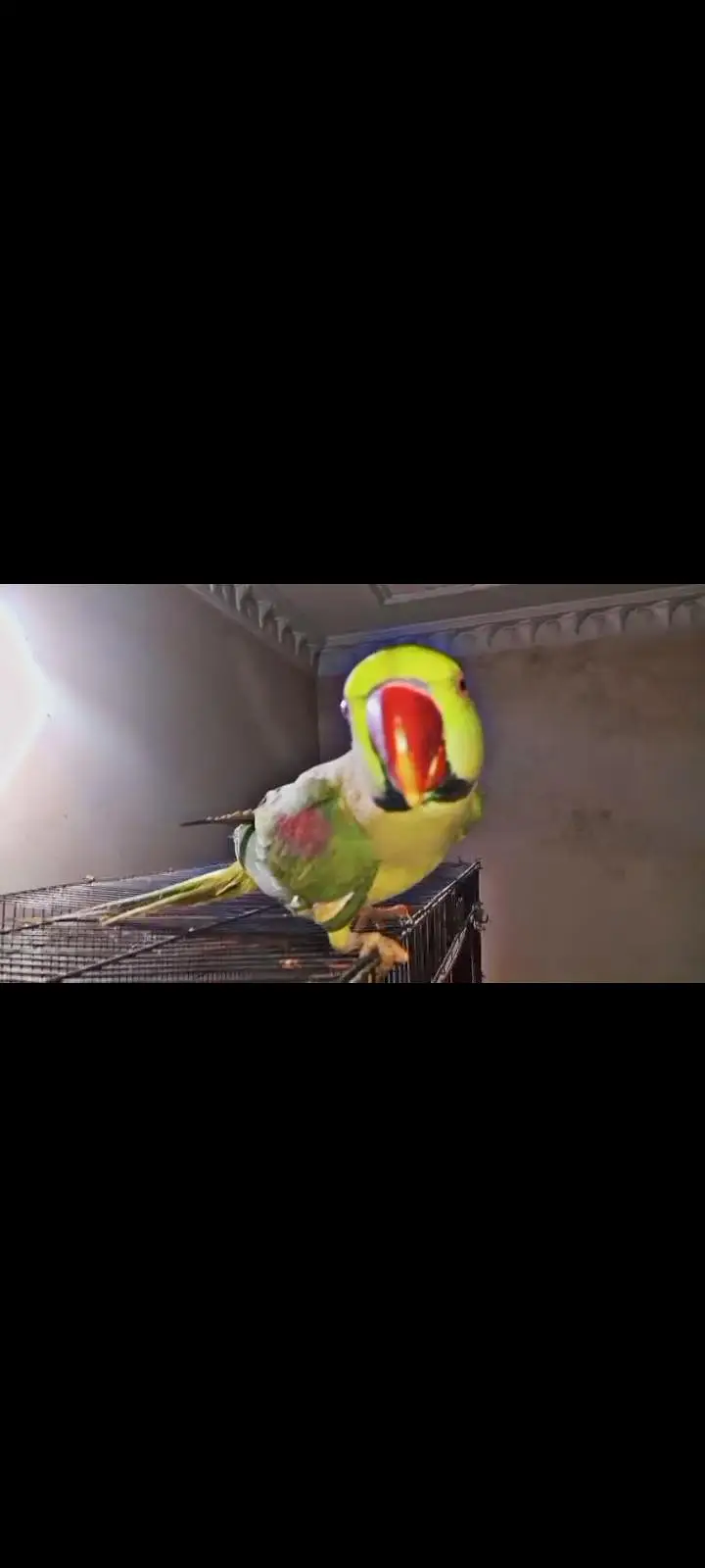 small conures / sun conure/ cockatiel/G parrot talking aur cages — photo 6