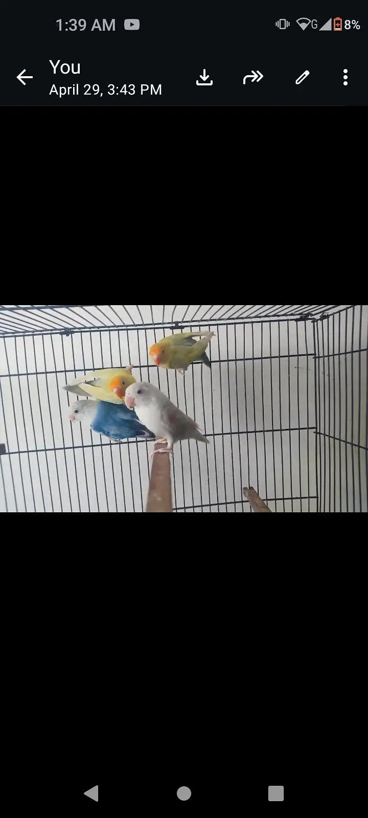 small conures / sun conure/ cockatiel/G parrot talking aur cages — photo 7