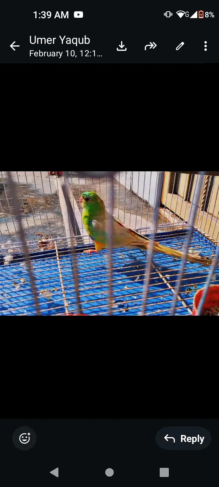 small conures / sun conure/ cockatiel/G parrot talking aur cages — photo 8