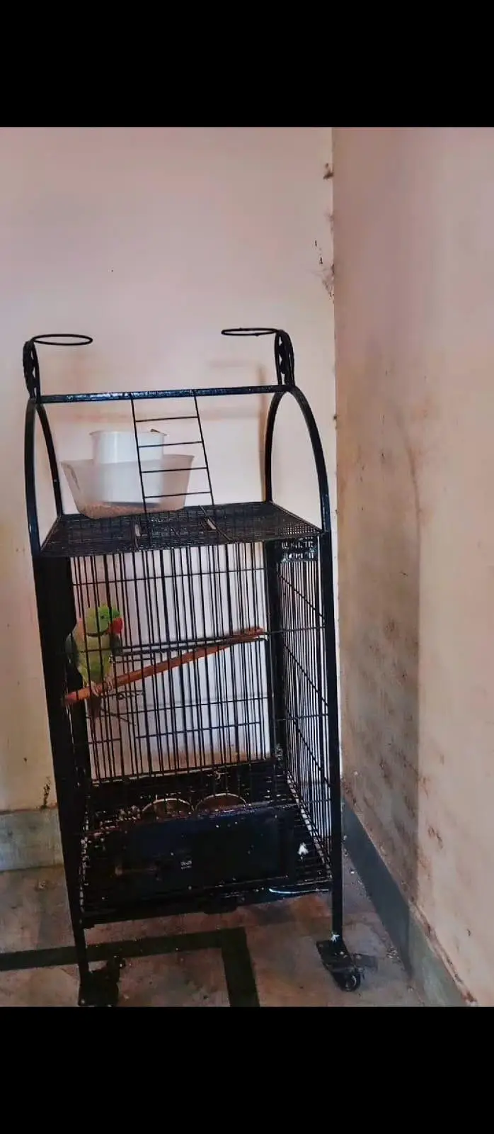 small conures / sun conure/ cockatiel/G parrot talking aur cages — photo 10