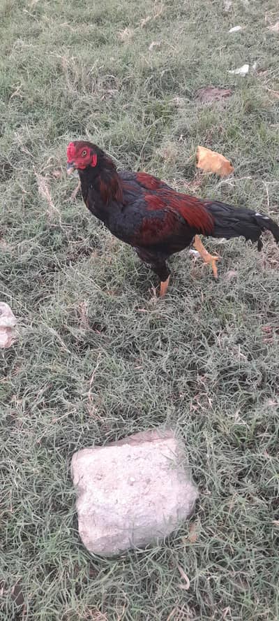 Marga for sale