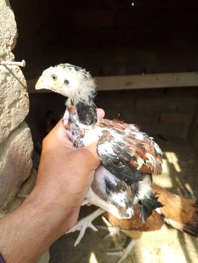 aseel chicks for sale
