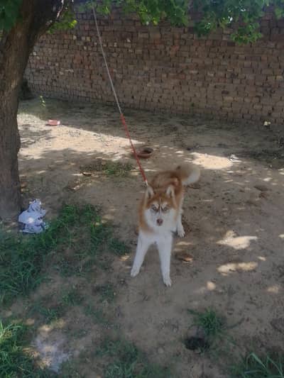 Healthy Purebred Husky - Urgent Sale