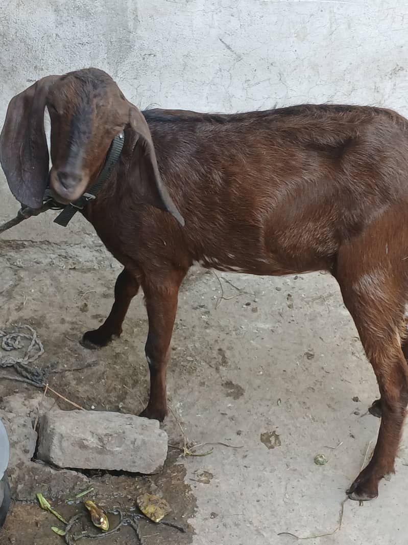 دو ماہ کی گھبن بکری 0