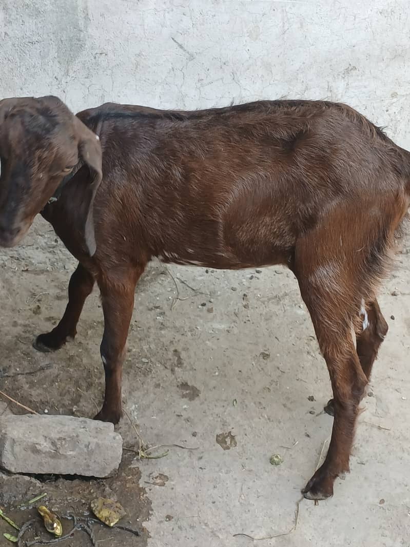 دو ماہ کی گھبن بکری 2