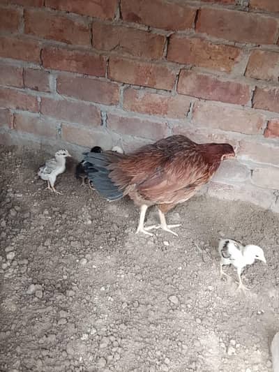 aseels chicks or murgi for sale