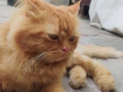 Cat for sale