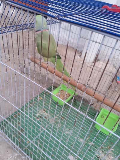 ring nick parrot