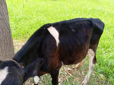 Australian for sale