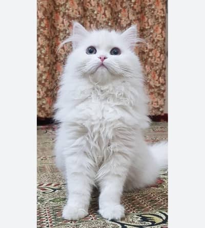 Persian cat
