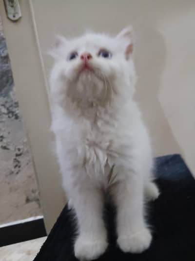 White persian kittens other colours are also available