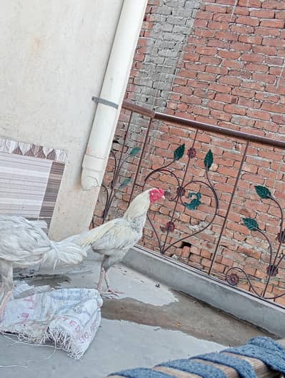 urgent for sale bahut hi ala quality ka murga