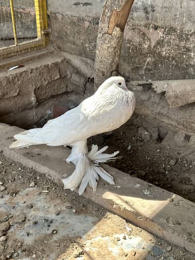 White pomerian breeder pair available for sale  fancy pigeons