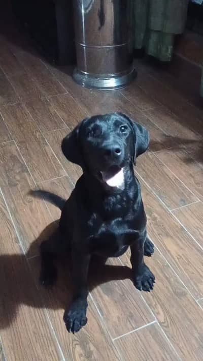 100% pure labrador male puppy for sale