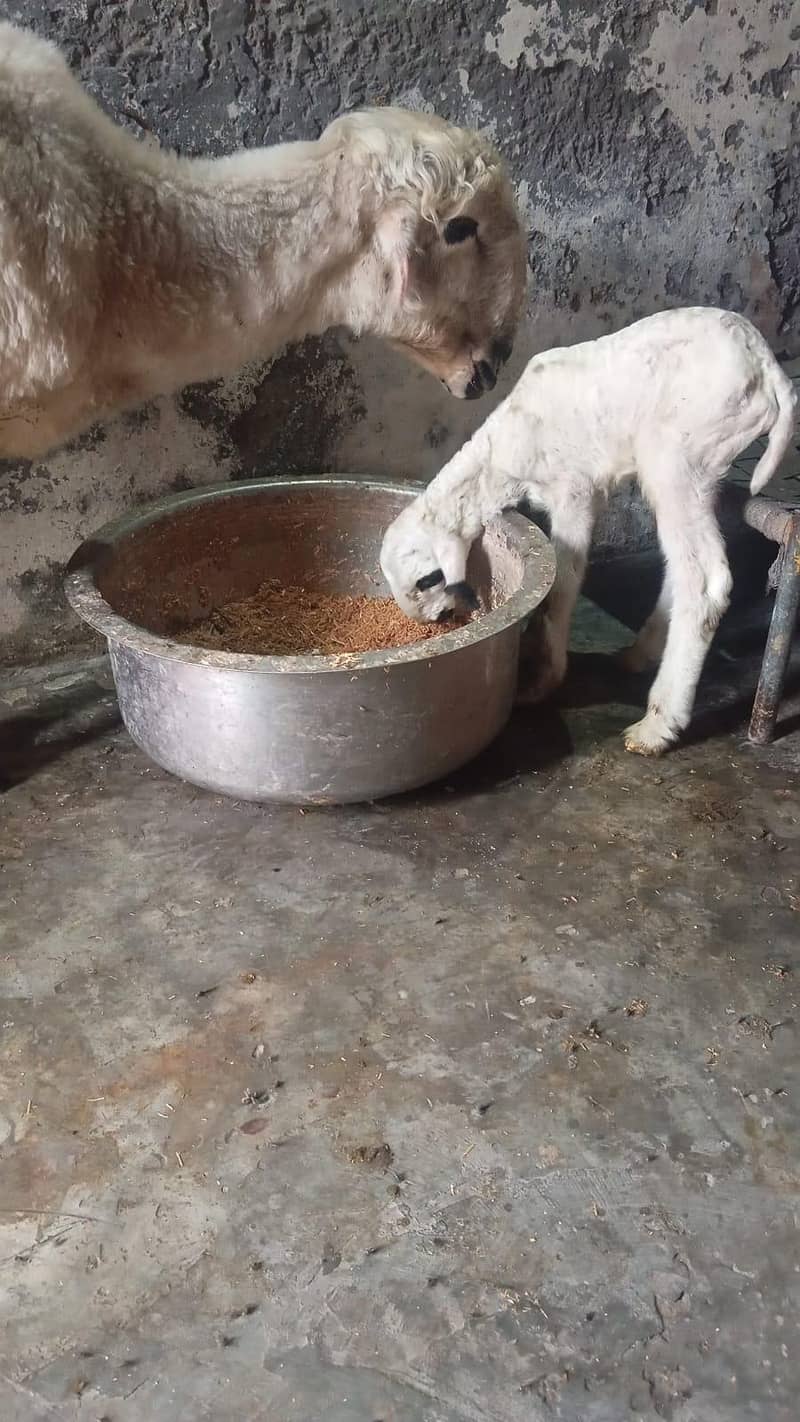 فوری برائے فروخت  ایک عدد بھیڑ اور ایک عدد بھیڑ کا بچہ 4
