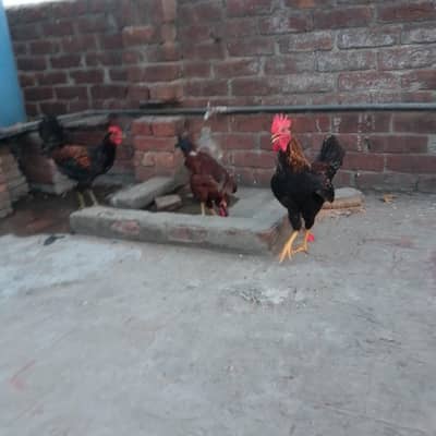 PHATAY MURGAY FOR SALE