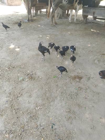 Aseel phathay aur phathiyan for sell