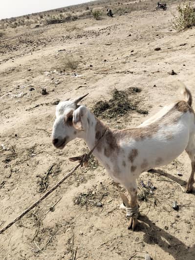 Goat  (Taddi Bakri )