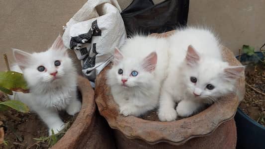 Persian kittens for sale