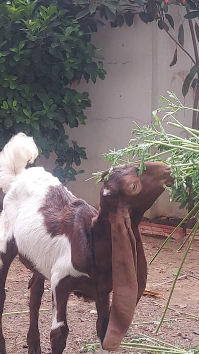 Kamori Male Goat kid for sell