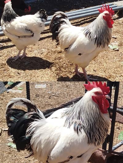 Light Sussex Egg Laying Pair and Playmouth Rock Female