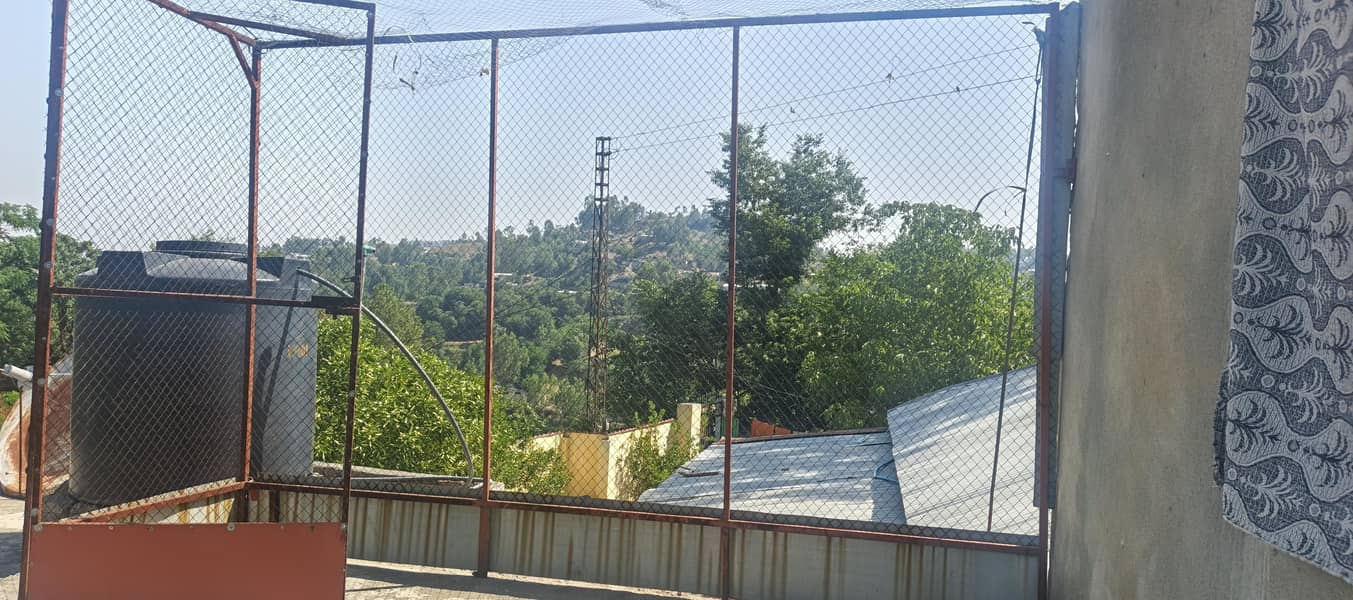 pinjra 6