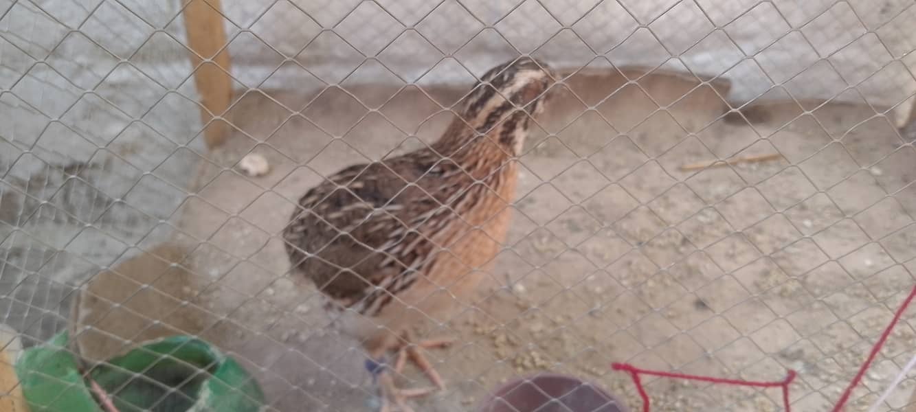 Parrot 0