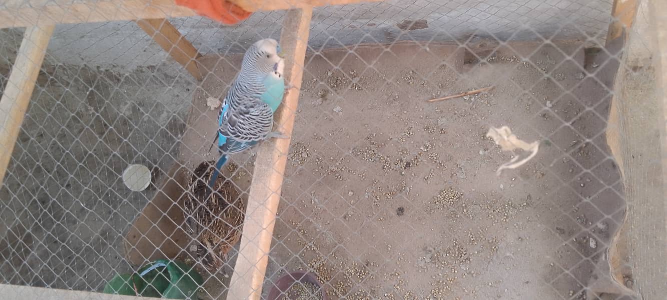 Parrot 1