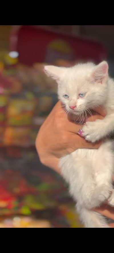 Persian Cat for sale
