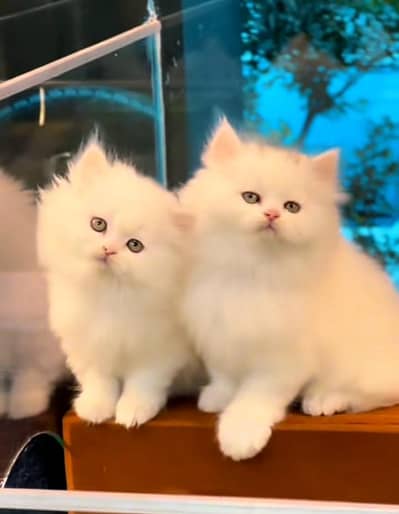 Persian | kittens | Cats | Billi | Kitty |  WA 0348 | 0290 | 146;⁠)