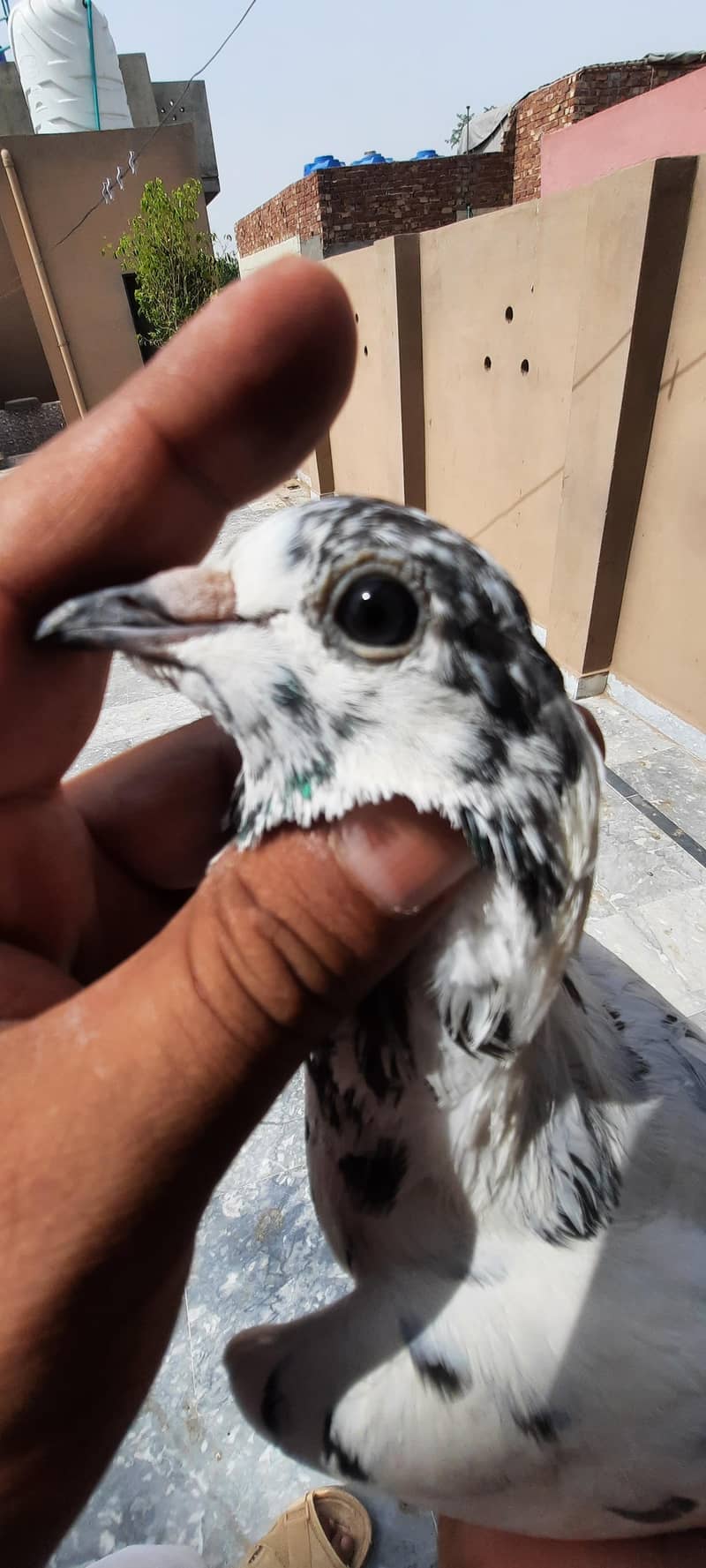 pigeon 0