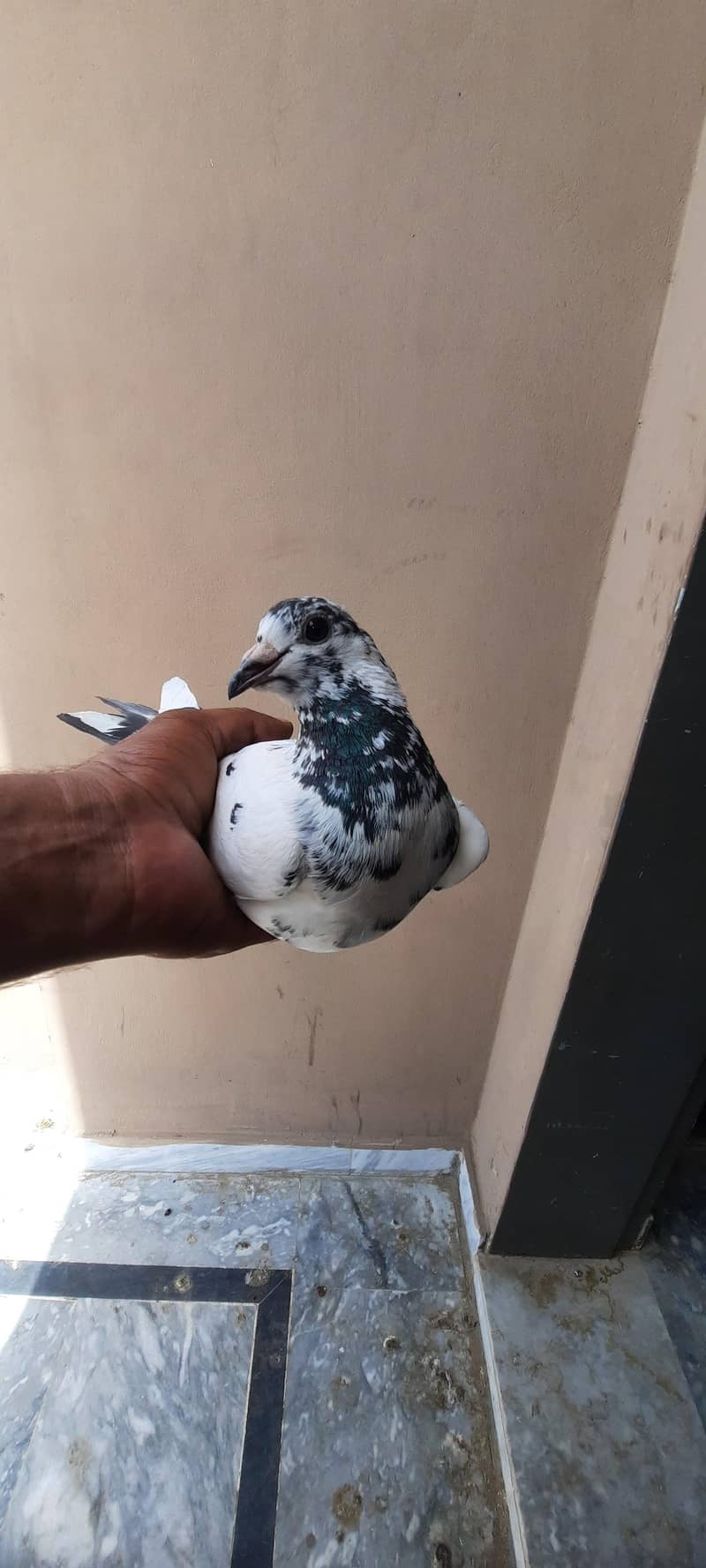 pigeon 1