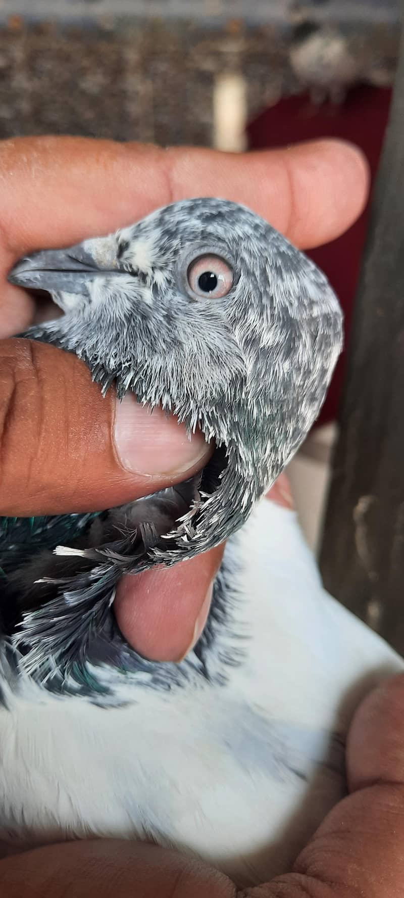 pigeon 2