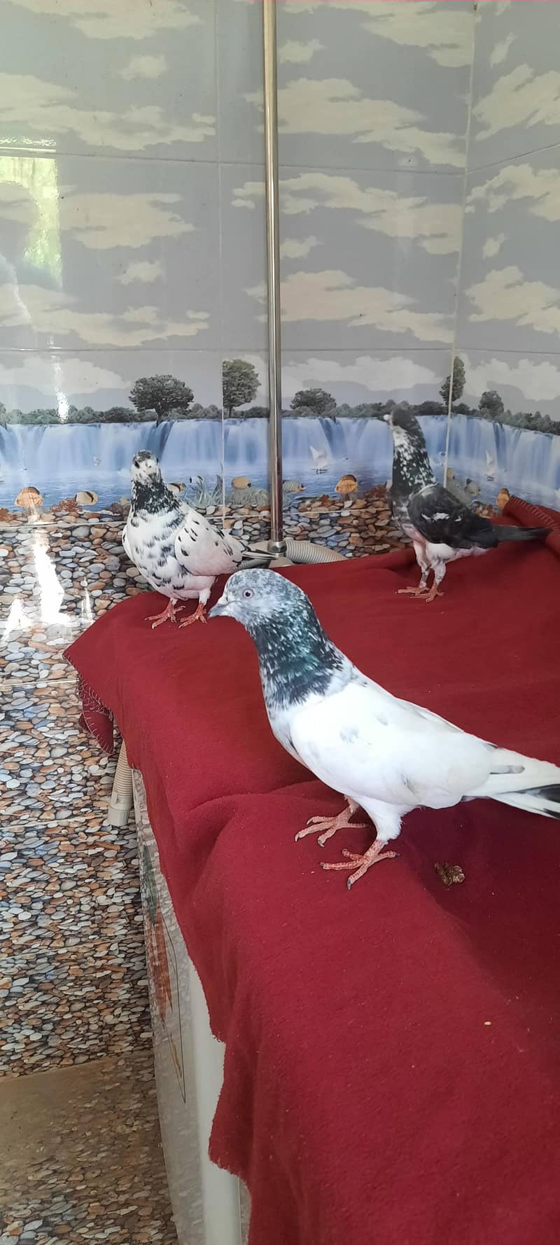 pigeon 3