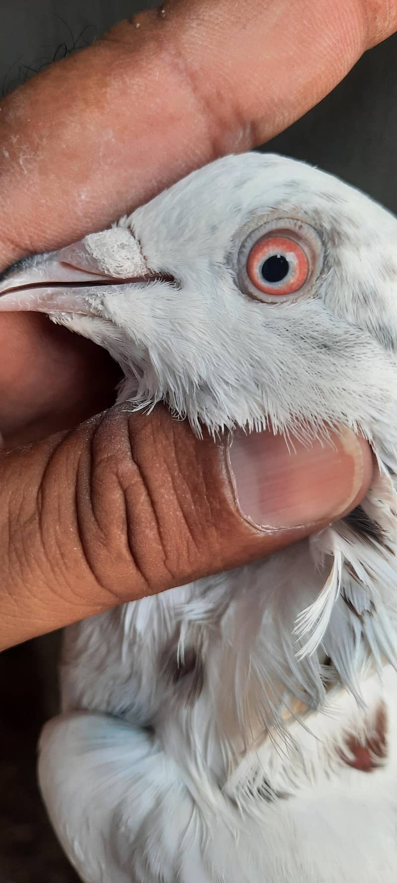 pigeon 4