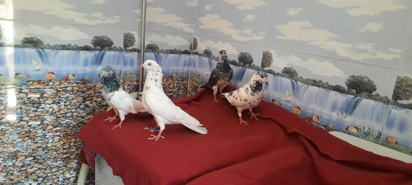 pigeon 5